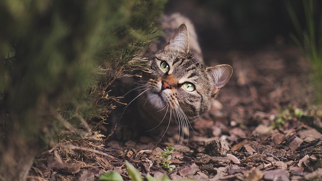 Tabby Cats Unveiled: From Stunning Coat to Unique Personality