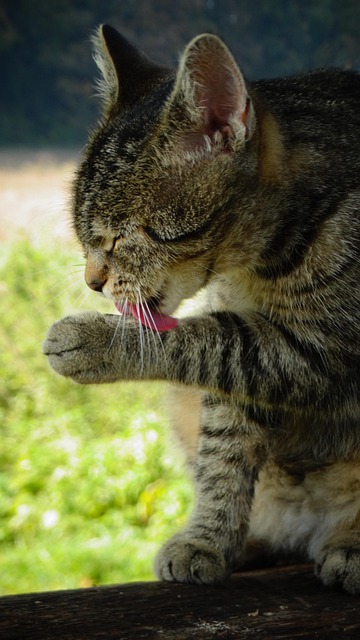 Tabby Cats