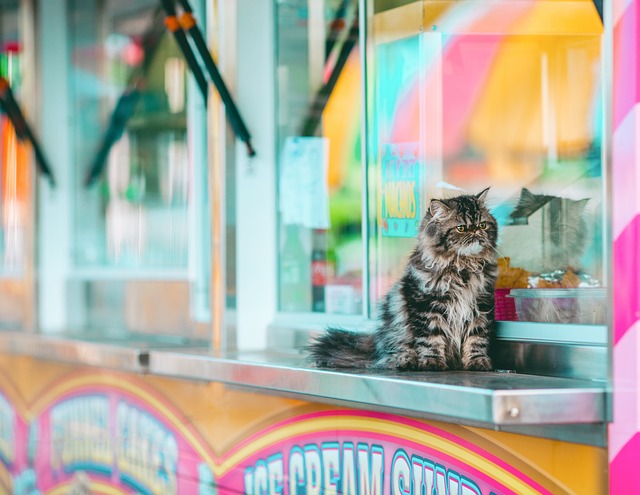 Tabby Cats