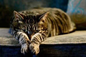adorable-orange-tabbies-640x480-2160315.jpeg