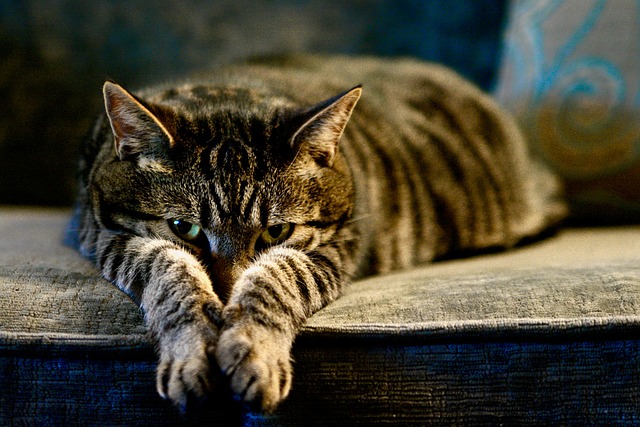 Discover the Allure of Adorable Orange Tabbies: From History to Care