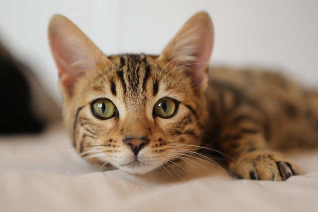 Adorable Orange Tabbies: Playful Pals with a Rich History