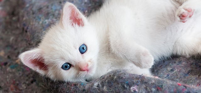 adorable-orange-tabbies-640x480-67905324.jpeg