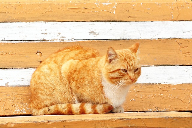 Awesome Ginger Cats