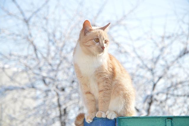 Awesome Ginger Cats