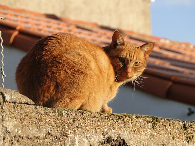 Awesome Ginger Cats
