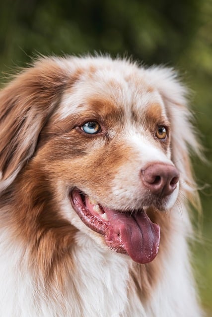 best air purifier for pets