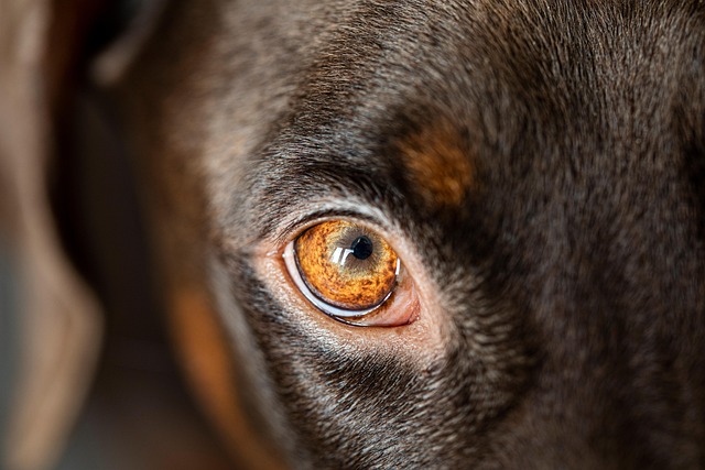 best air purifier for pets