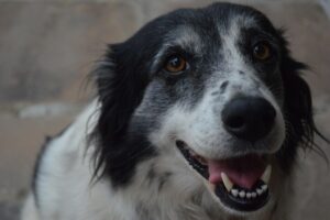 best-air-purifier-for-pets-640x480-79475343.jpeg