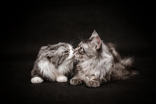 Cute Orange Cats