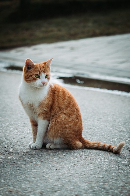 Cute Orange Tabbies