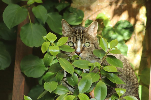 Domestic Cats