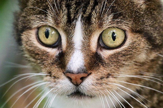 Domestic Cats