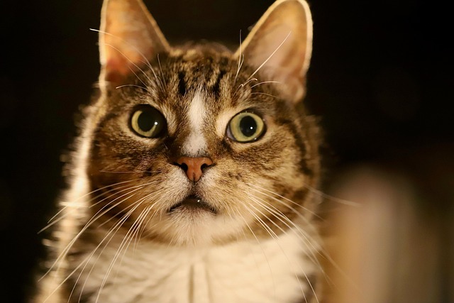 Domestic Cats