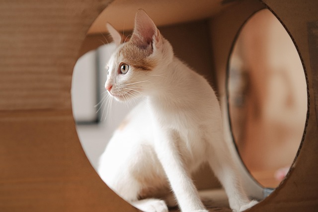 Domestic Cats