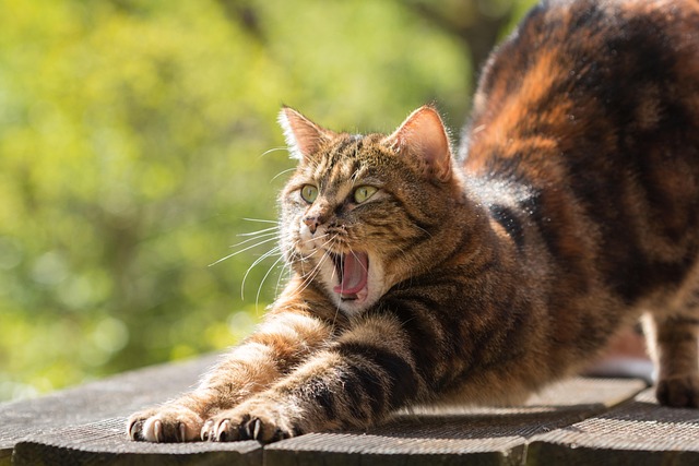 Domestic Cats