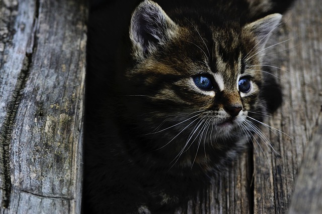 Domestic Cats