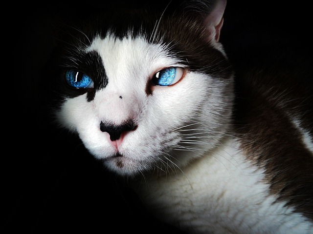 Domestic Cats
