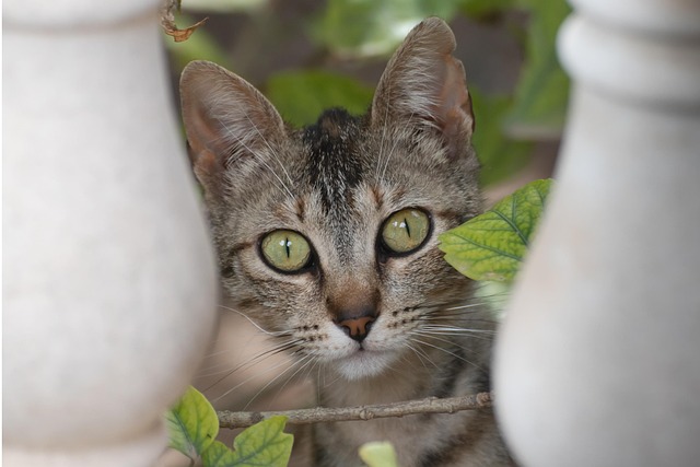 Domestic Cats