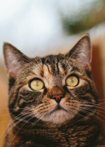 domestic-cats-640x480-84492583.jpeg