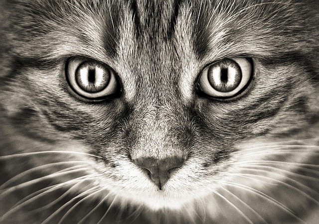 Domesticated Tabby Cats