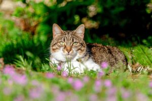 domesticated-tabby-cats-640x480-26465126.jpeg