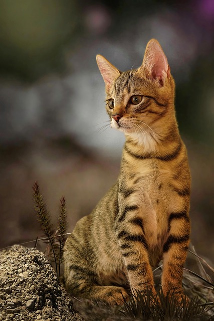 Domesticated Tabby Cats
