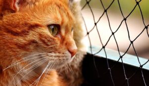 domesticated-tabby-cats-640x480-6476934.jpeg