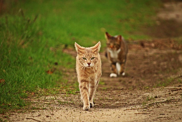 Domesticated Tabby Cats