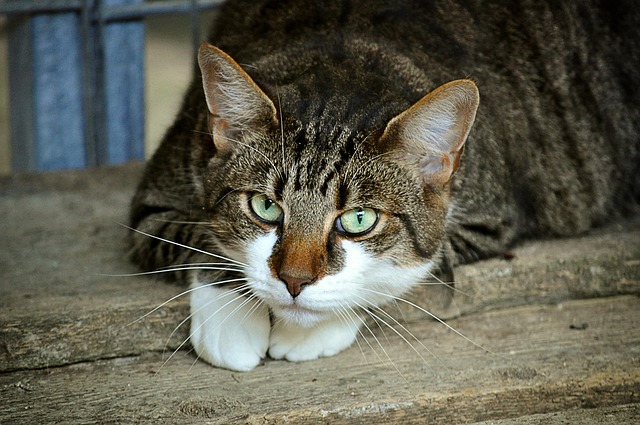 Domesticated Tabby Cats