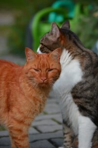 ginger-cats-640x480-38454294.jpeg
