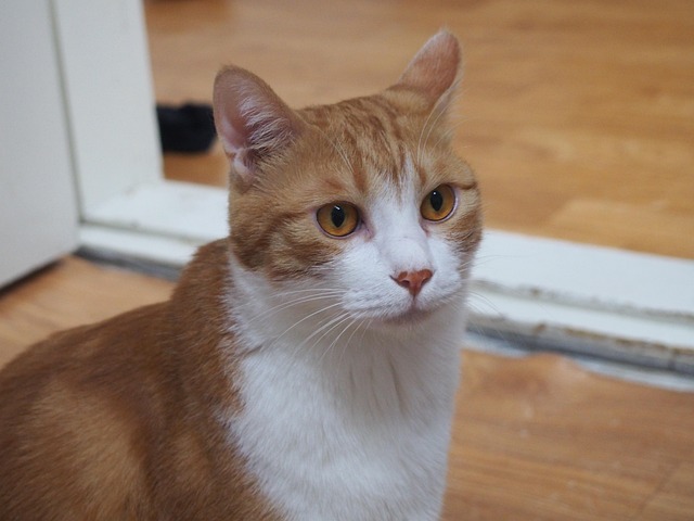 Ginger Cats