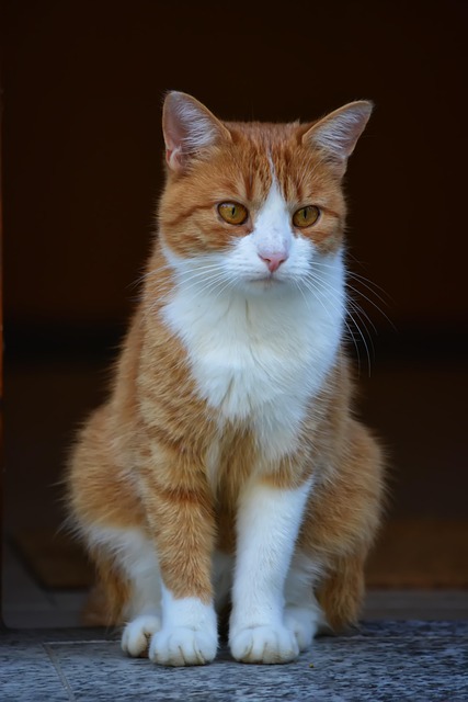 Ginger Cats