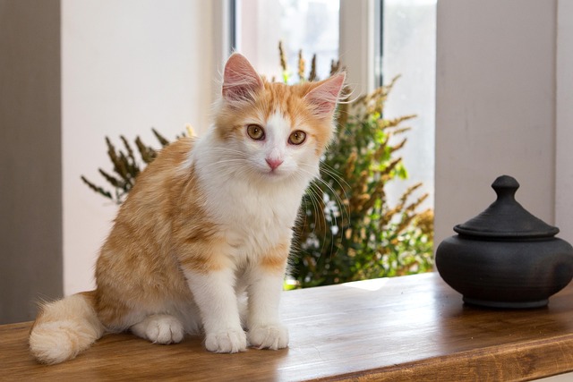 Ginger Kittens