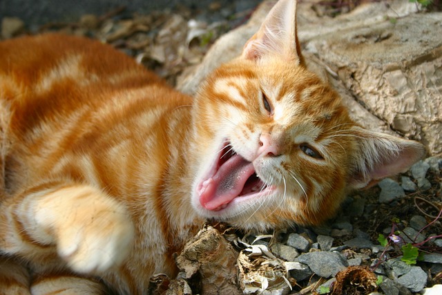 Ginger Kittens