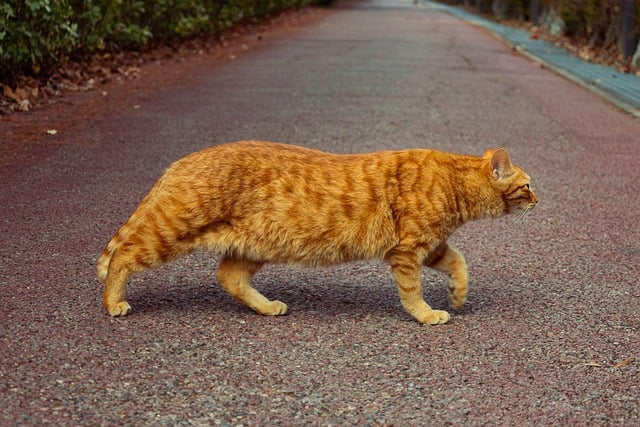 Ginger Kittens