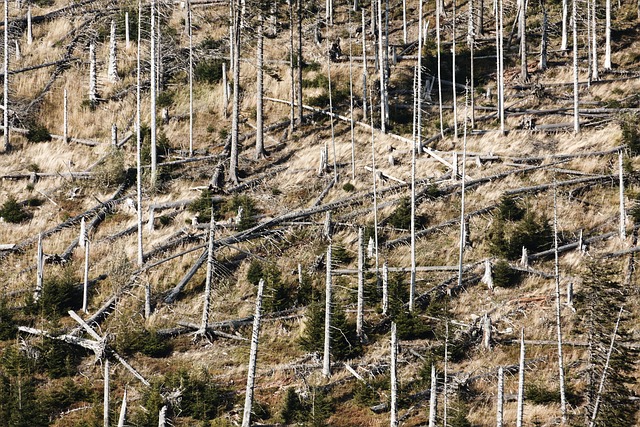 hurricane damage injuries