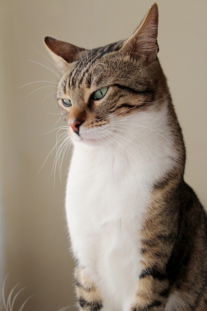 Marmalade Cats