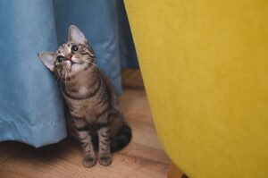 marmalade-cats-640x480-56769035.jpeg