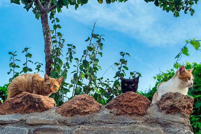 Orange Cats