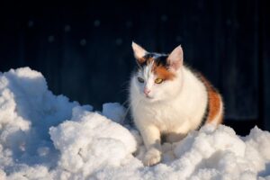 orange-cats-640x480-59933430.jpeg