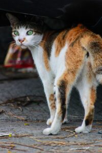 orange-cats-640x480-8703704.jpeg
