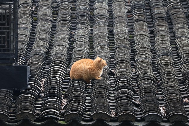 Orange Felines