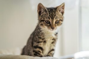 orange-kittens-640x480-29786197.jpeg