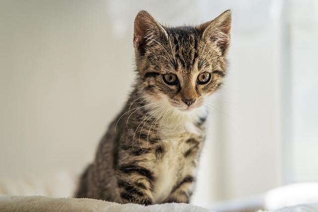 orange-kittens-640x480-29786197.jpeg