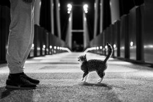 orange-kittens-640x480-39271938.jpeg