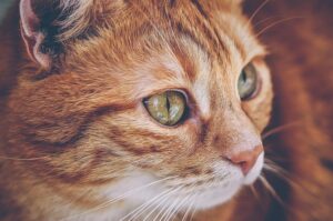 orange-tabbies-640x480-34691458.jpeg