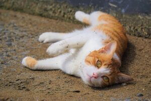orange-tabby-640x480-93619577.jpeg