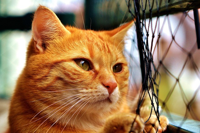 Orange Tabby Cats