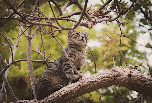 Orange Tabby Cats